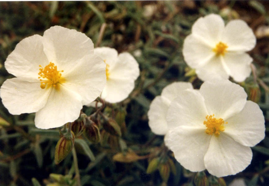 Helianthemum appeninum en fleurs dans une garrigue ouverte du bassin méditerranéen